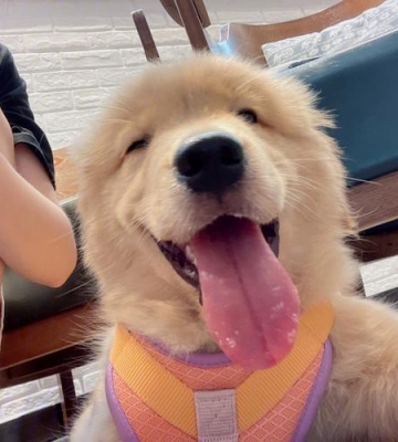金毛幼犬笑是什么样的