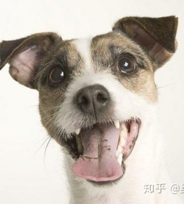 怎么使狗狗牙齿不锋利
