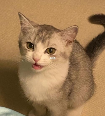 猫咪叫什么名字可爱