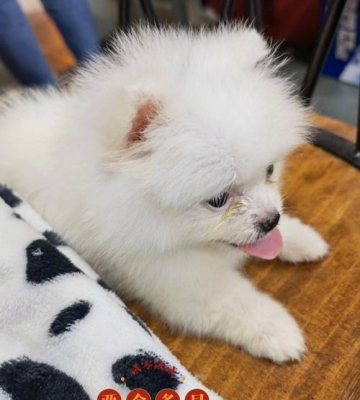 四个月的博美怎么喂养