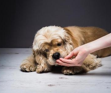 怎么强制给狗狗喂食物