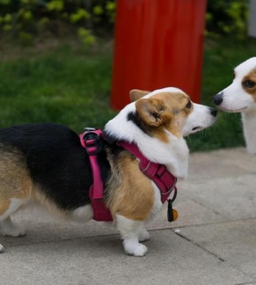 2000适合买什么狗狗