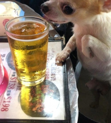 为什么狗狗喜欢喝啤酒
