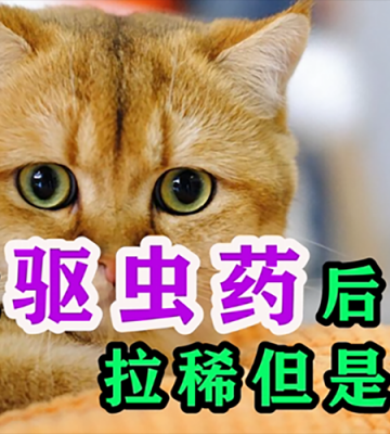 猫咪不吃驱虫药怎么办呀