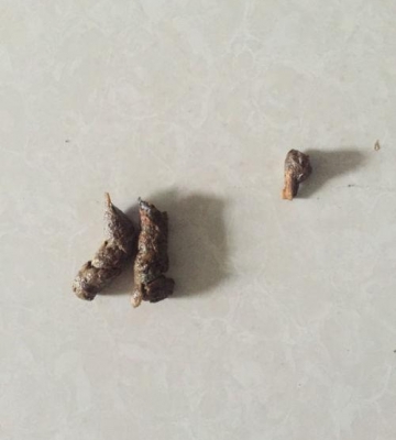 小狗拉什么屎才正常吗