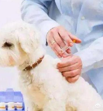 狗狗的什么病传染给人