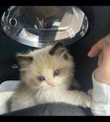猫咪吃了番石榴怎么办