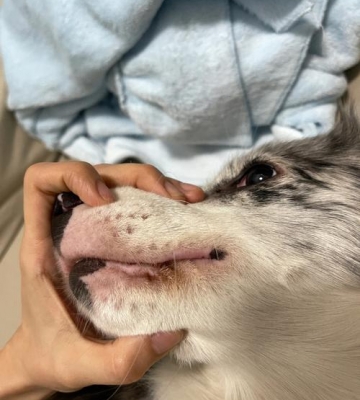 狗狗嘴边的毛怎么处理
