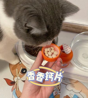 猫咪生活中吃什么可以补钙