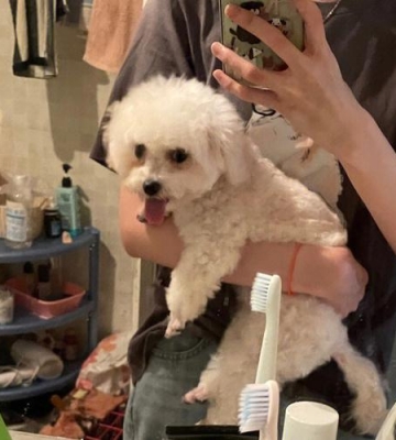 比熊换环境了会怎么样