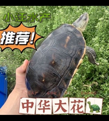大宠物乌龟怎么养