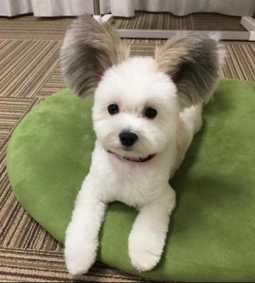 大耳朵狗狗叫什么狗