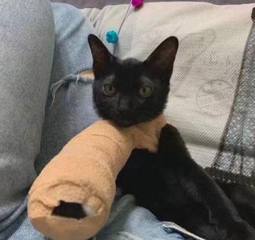 猫咪脖子骨折怎么办