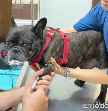 狗狗抽血能测出什么意思