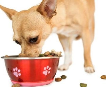 宠物狗受伤不能吃什么食物