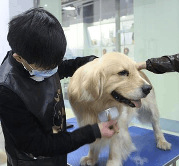 宠物行业都有什么技能