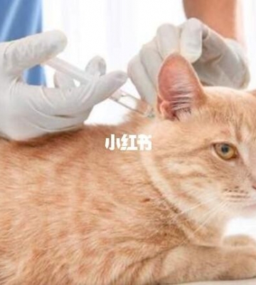 猫疫苗后感冒了怎么办