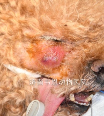 狗狗轻微水肿怎么办