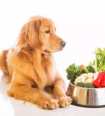 狗狗异食癖怎么导致的