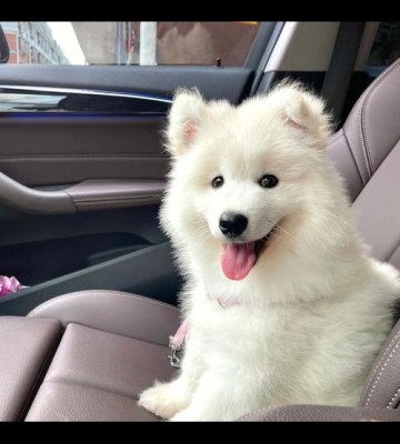 萨摩狗怎么看纯不纯