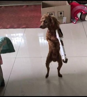 小狗摔地后腿不落地怎么办