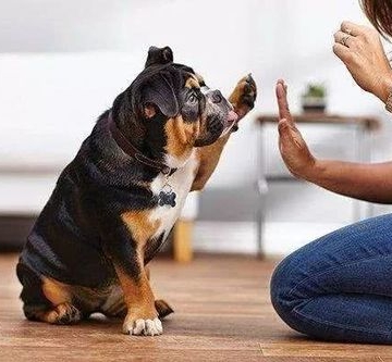 怎么教狗狗不叫