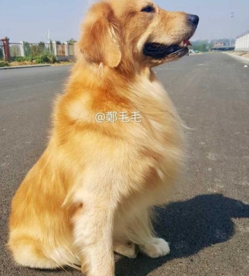 金毛的毛褪色什么原因