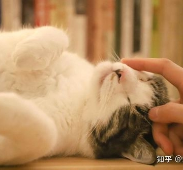 为什么猫咪喜欢摸