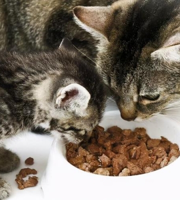 猫咪拉稀应该吃什么