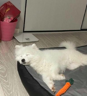 萨摩为什么喜欢睡在地板上