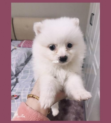 两个月博美每天吃什么药