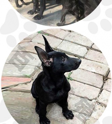 怎么分辨黑狼犬幼犬