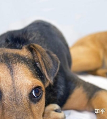 狗狗患癫痫什么不能吃