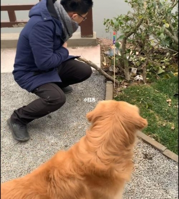 狗狗为什么会怕放炮