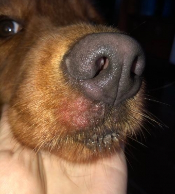 狗狗得口腔溃疡怎么办