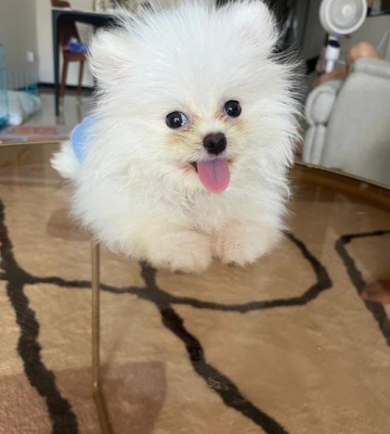 博美胎毛什么时候换完