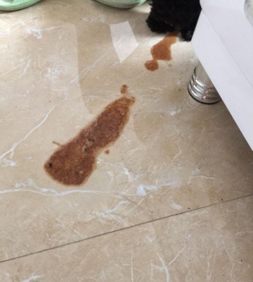 狗狗拉屎多呕吐怎么回事