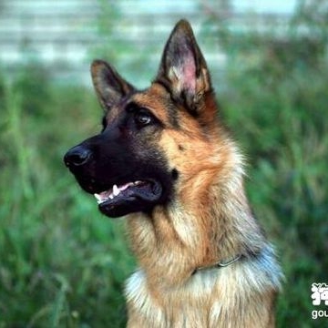 德牧喂玉米面怎么喂