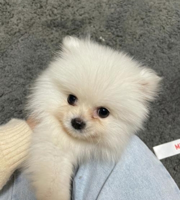 2个月的小博美怎么养