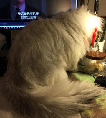 猫咪的毛为什么硬