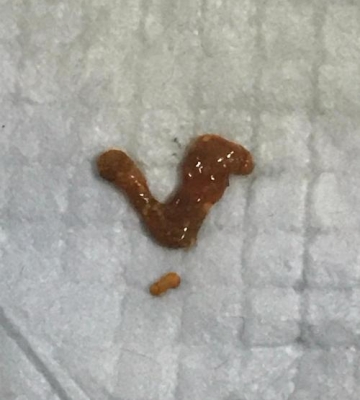宠物狗拉血怎么治疗