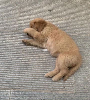金毛狗又拉又吐的怎么办