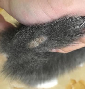 猫咪长了猫癣怎么办