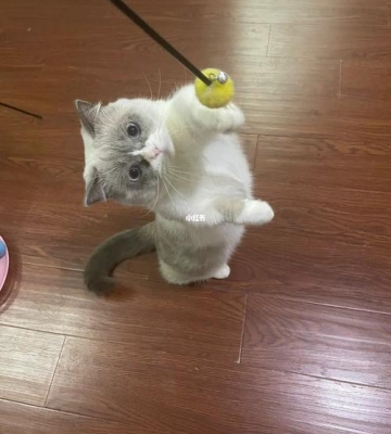 猫咪闹腾吃什么