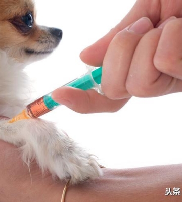 狗狗测抗体是什么项目