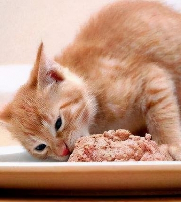 给猫咪吃什么补充营养