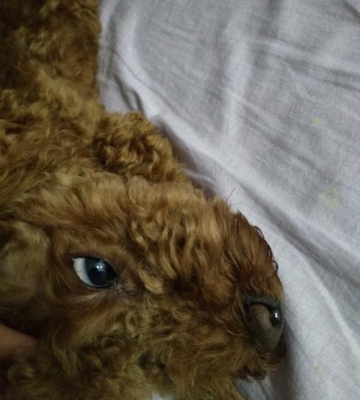 小狗有点眼屎是怎么回事
