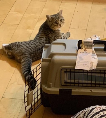 武汉火车站怎么托运猫咪