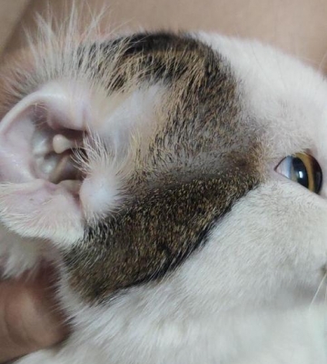猫咪耳朵脏用什么