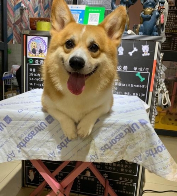 柯基不吃狗粮怎么办